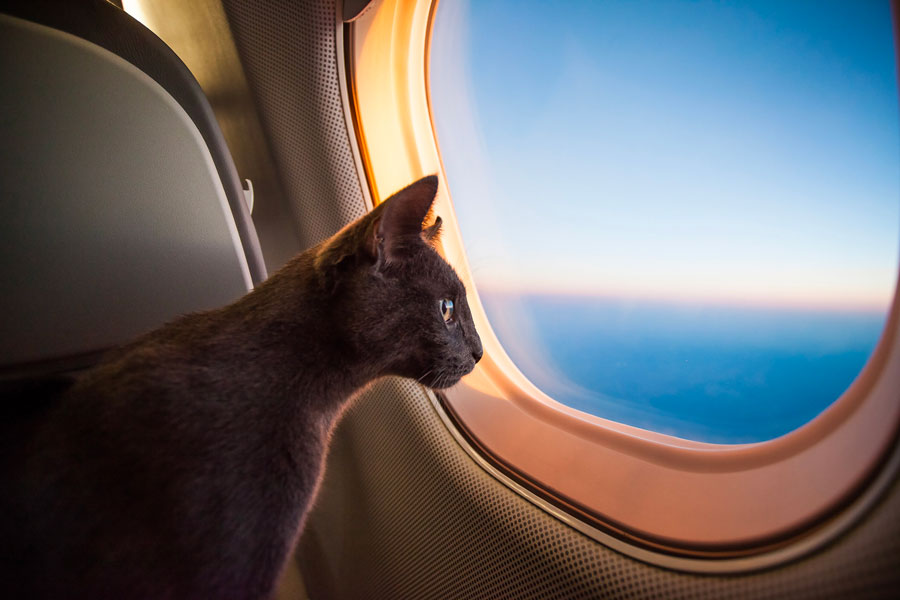 chat en avion low